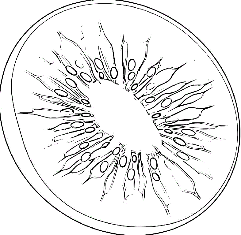 Kolorowanka duży plasterek kiwi